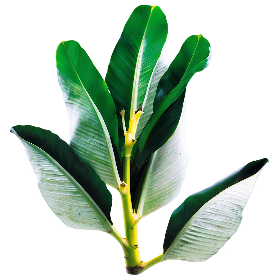 Tropical Banana Leaf Png Pxh98