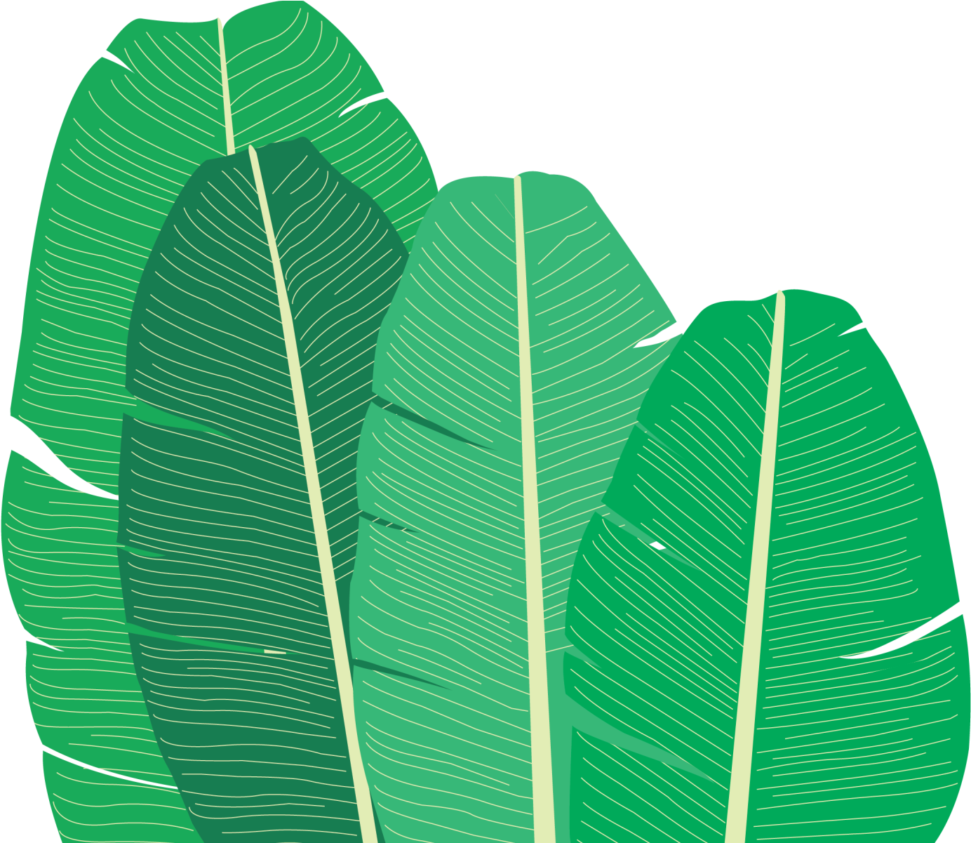 Tropical Banana Leaves Illustration