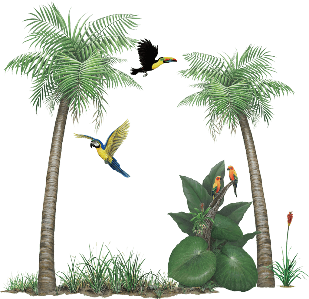 Tropical Rainforest Sticker Collection Create Your - Rainforest Png, Transparent Png PNG with transparent background