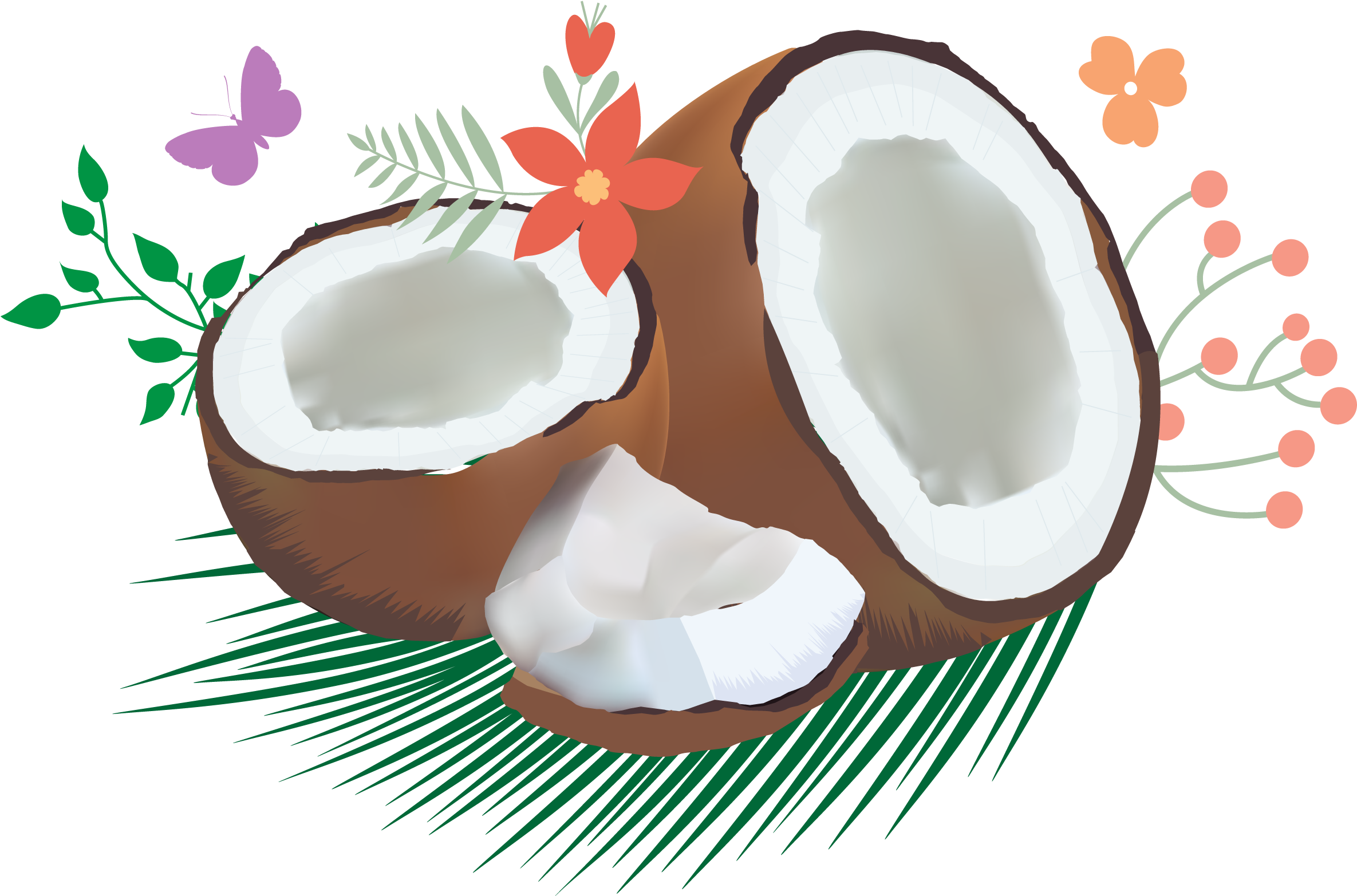 Tropical Coconut Halves Vector