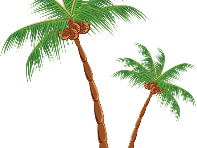 Transparent Coconut Tree Clipart - Clip Art Coconut Palm, HD Png Download PNG with transparent background