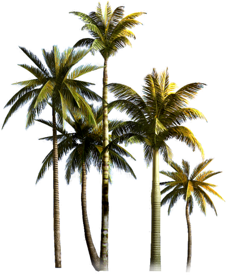 Tropical_ Coconut_ Palms_ Isolated PNG image with a transparent background, free high-resolution download