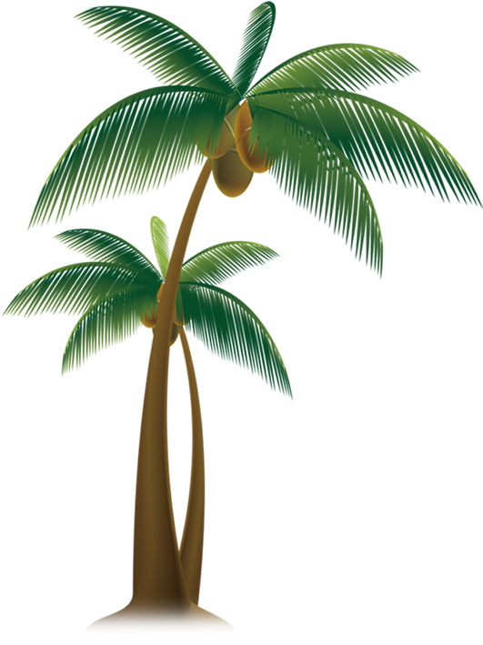 Tropical Coconut Tree Illustration PNG image with a transparent background, free high-resolution download