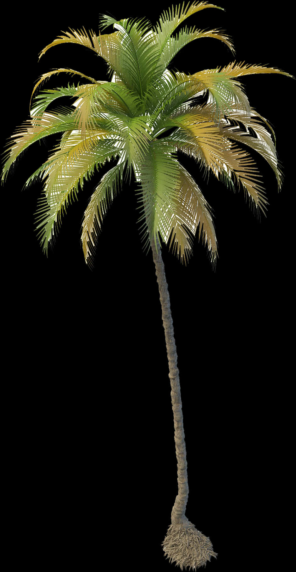 Tropical Coconut Tree Isolated