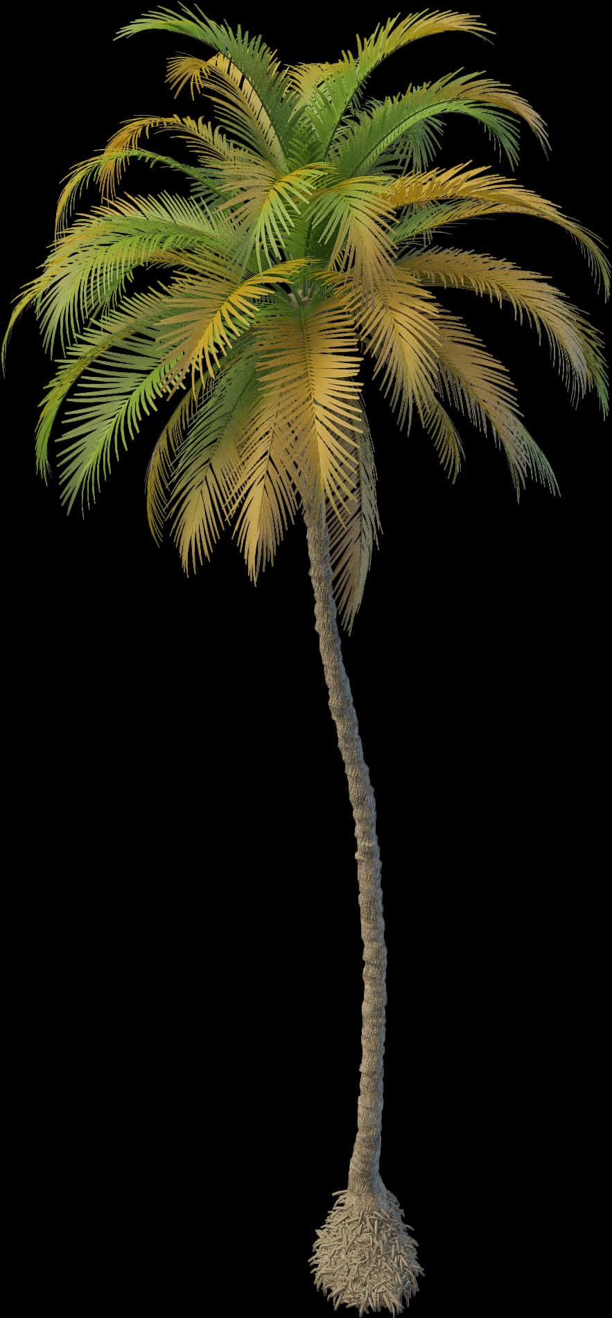 Tropical Coconut Tree Isolated