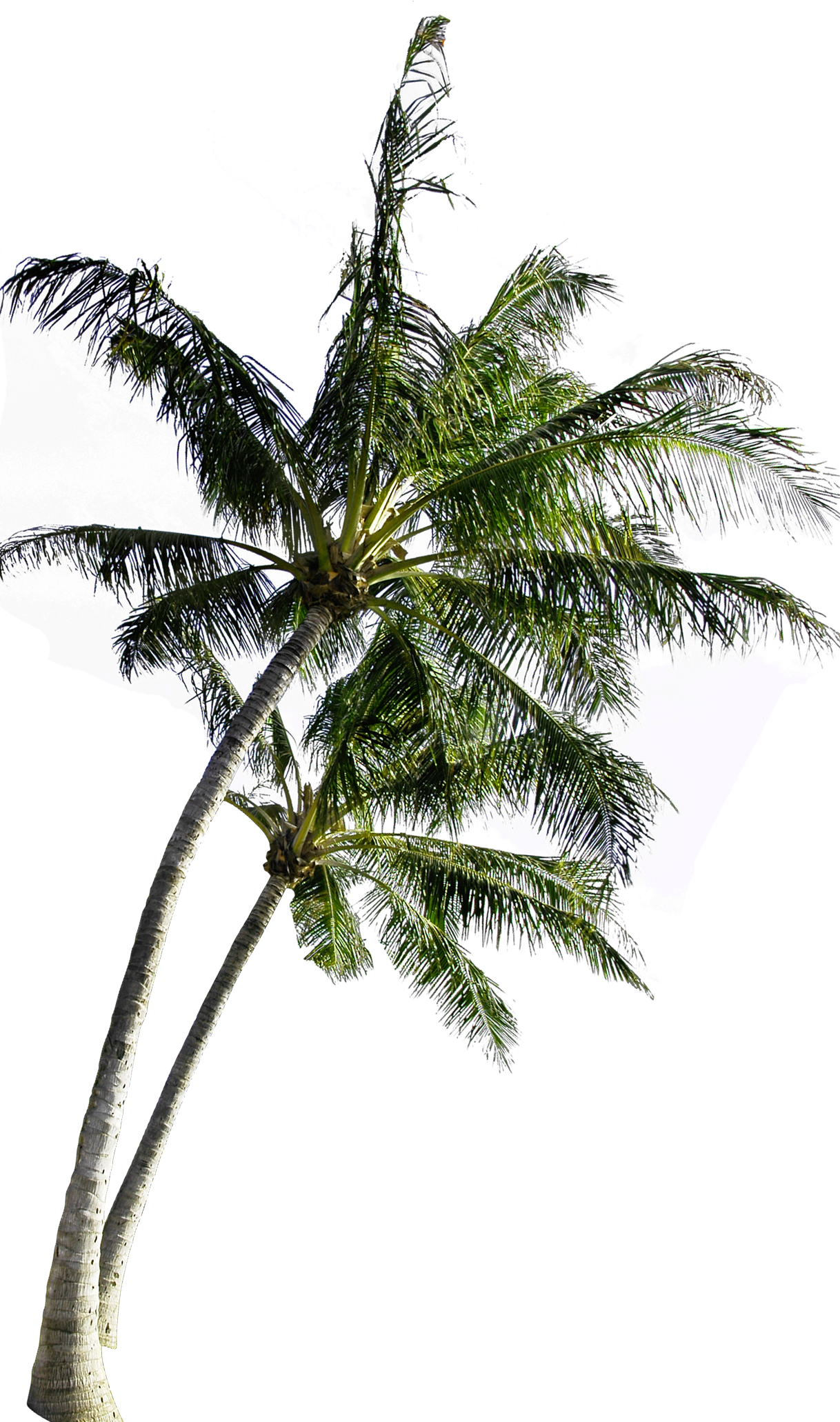 Tropical Coconut Tree Isolated PNG image with a transparent background, free high-resolution download