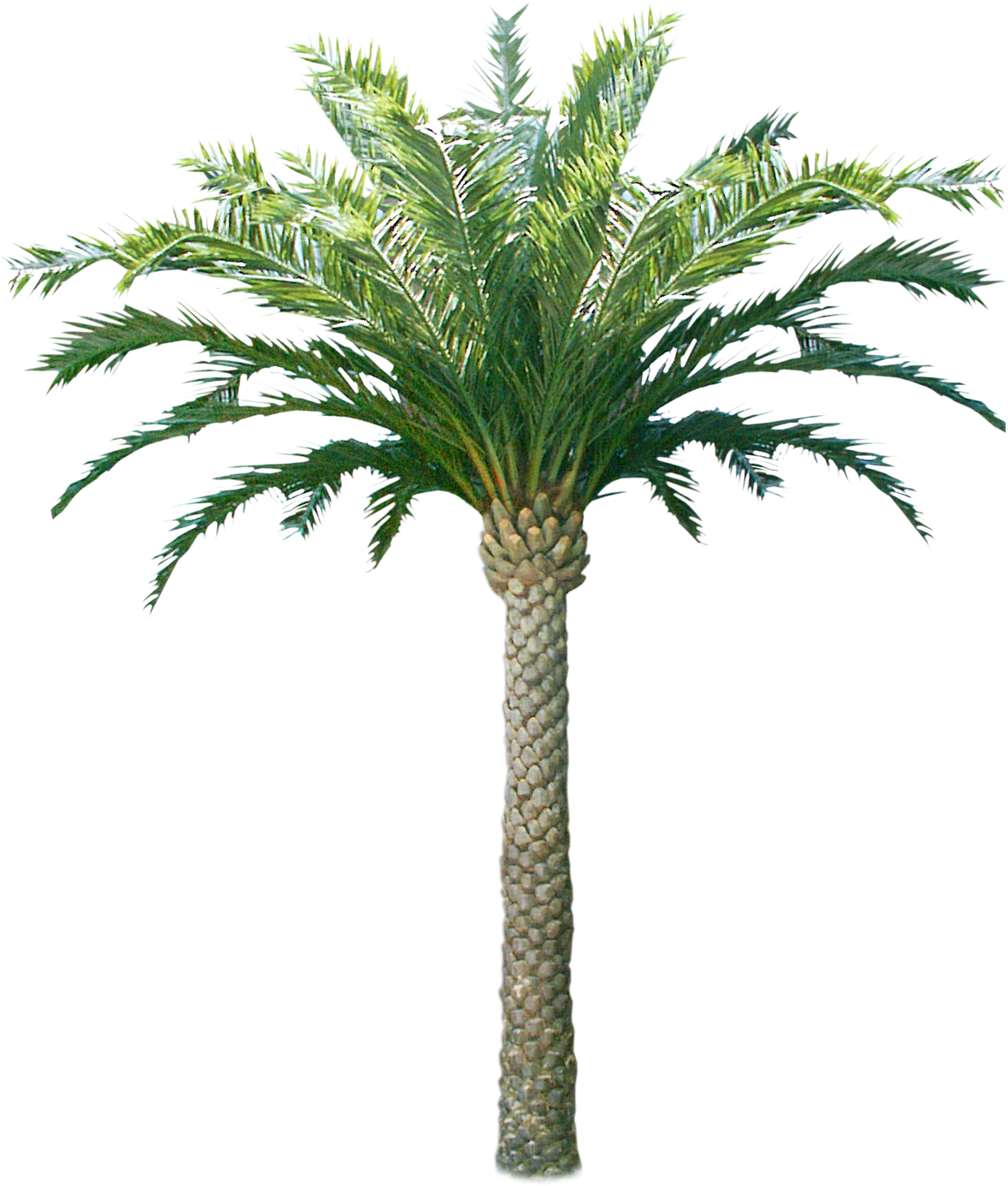 Tropical Coconut Tree Isolated PNG image with a transparent background, free high-resolution download