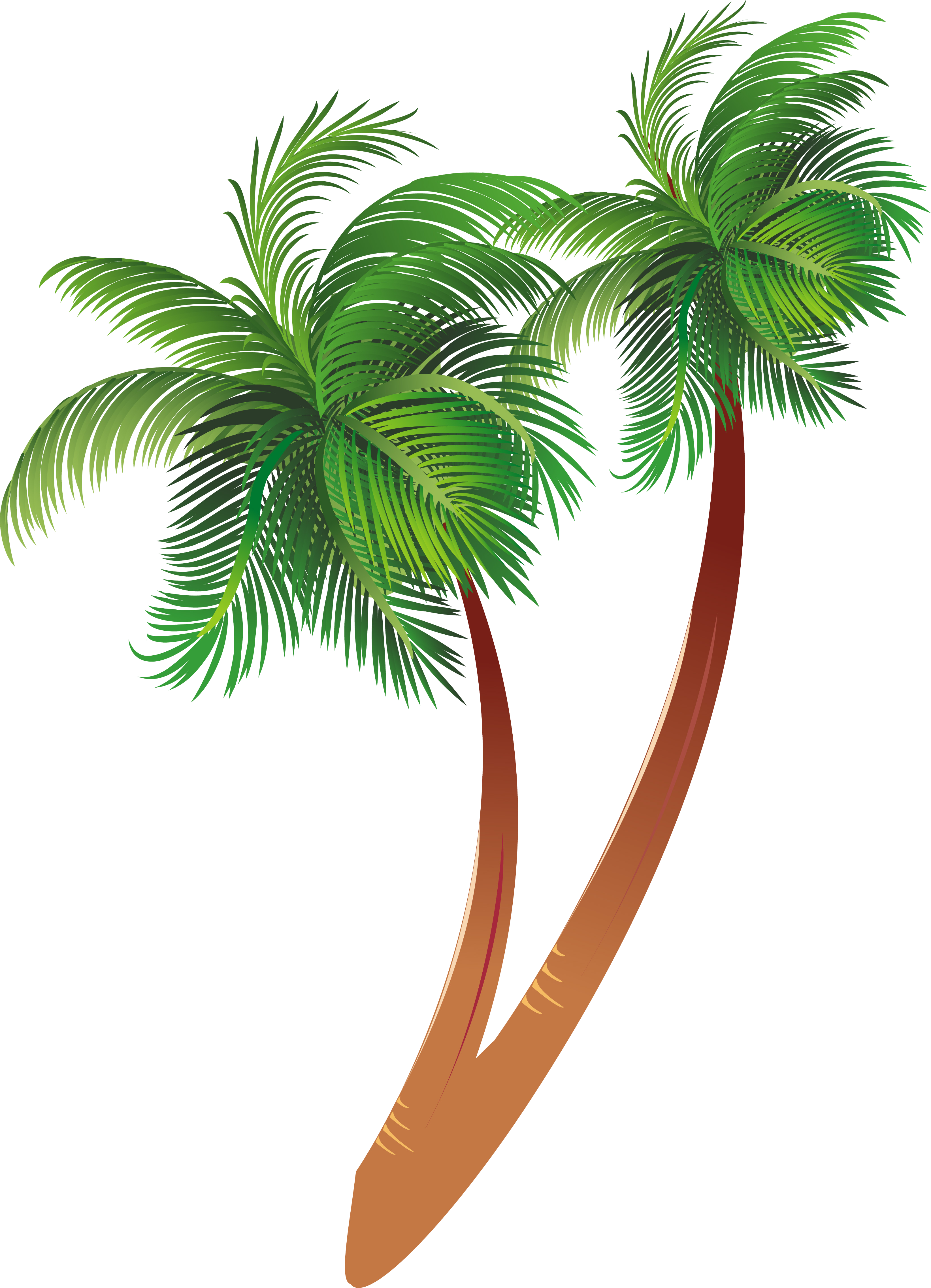 Tropical Coconut Trees Illustration PNG image with a transparent background, free high-resolution download