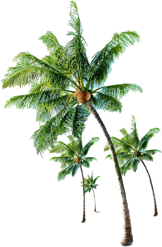 Tropical Coconut Trees Isolated PNG image with a transparent background, free high-resolution download