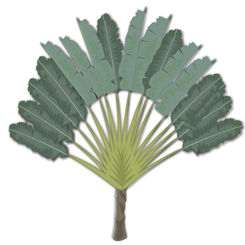 Tropical Fan Palm Illustration