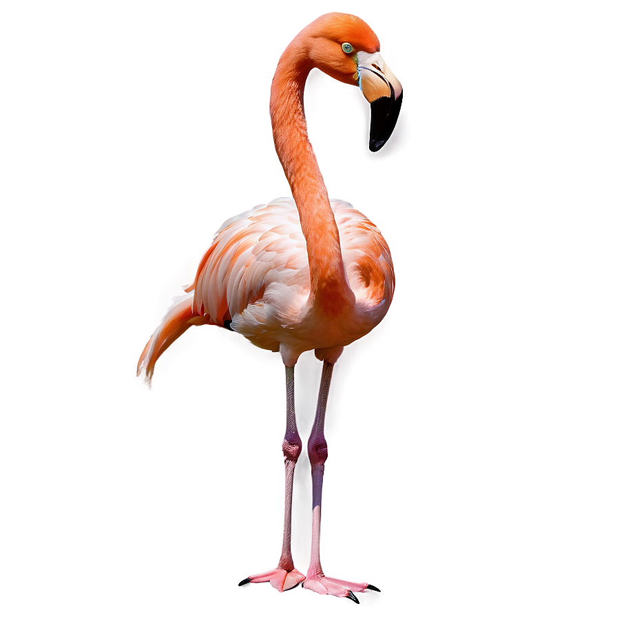 Tropical Flamingo A