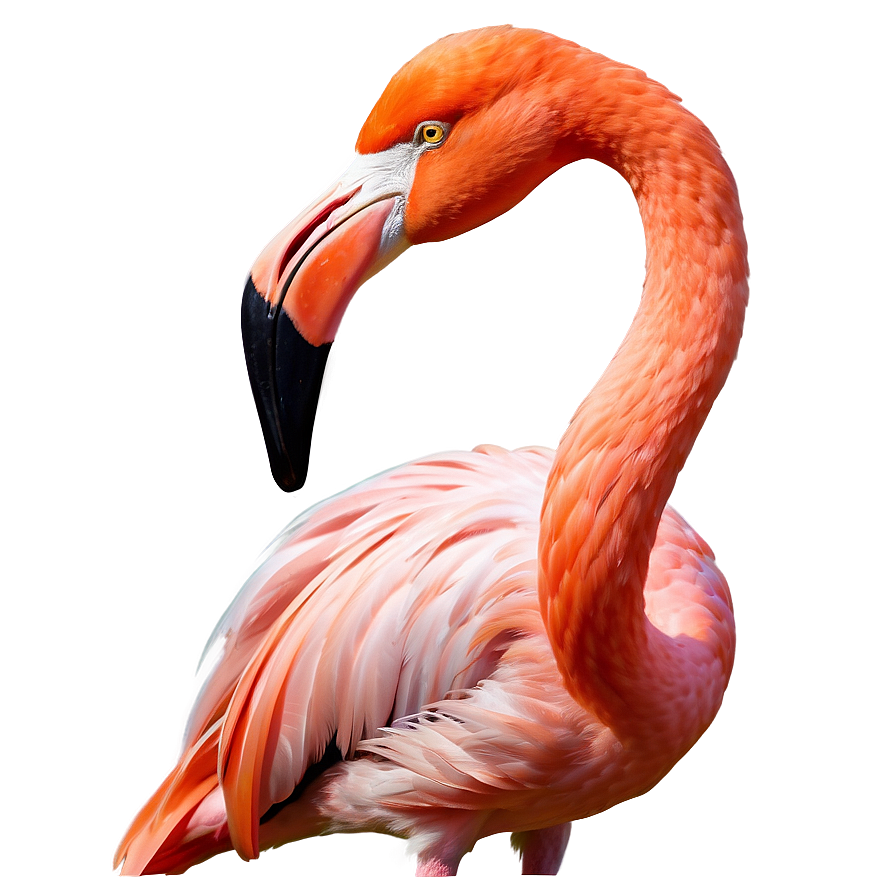 Tropical Flamingo Illustration Png 06272024