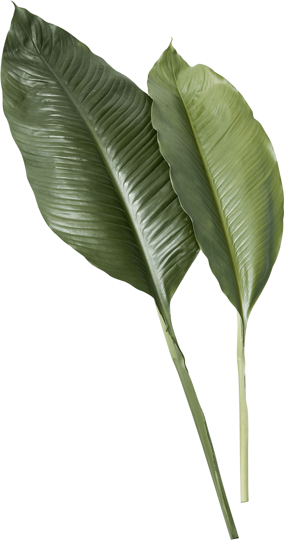 Tropical Green Leaves Texture