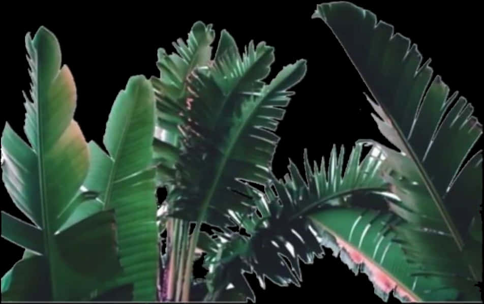 Tropical Greenery Against Black Background.jpg