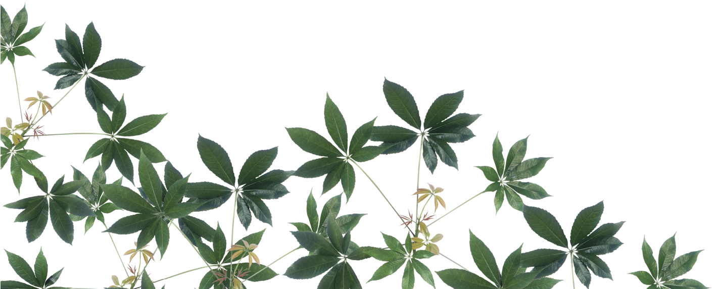 Rainforest Png Image - Leaves In The Emergent Layer, Transparent Png PNG with transparent background