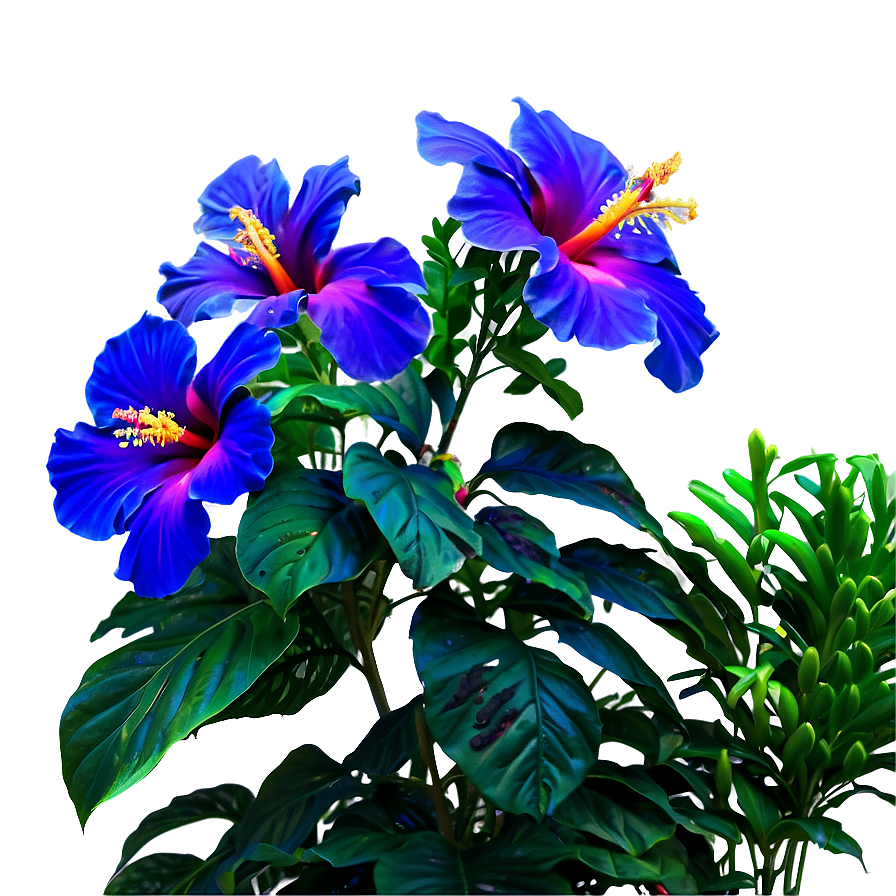 Tropical Hibiscus Garden Png Ndf