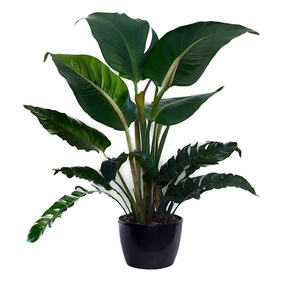 Tropical House Plants Png 06252024