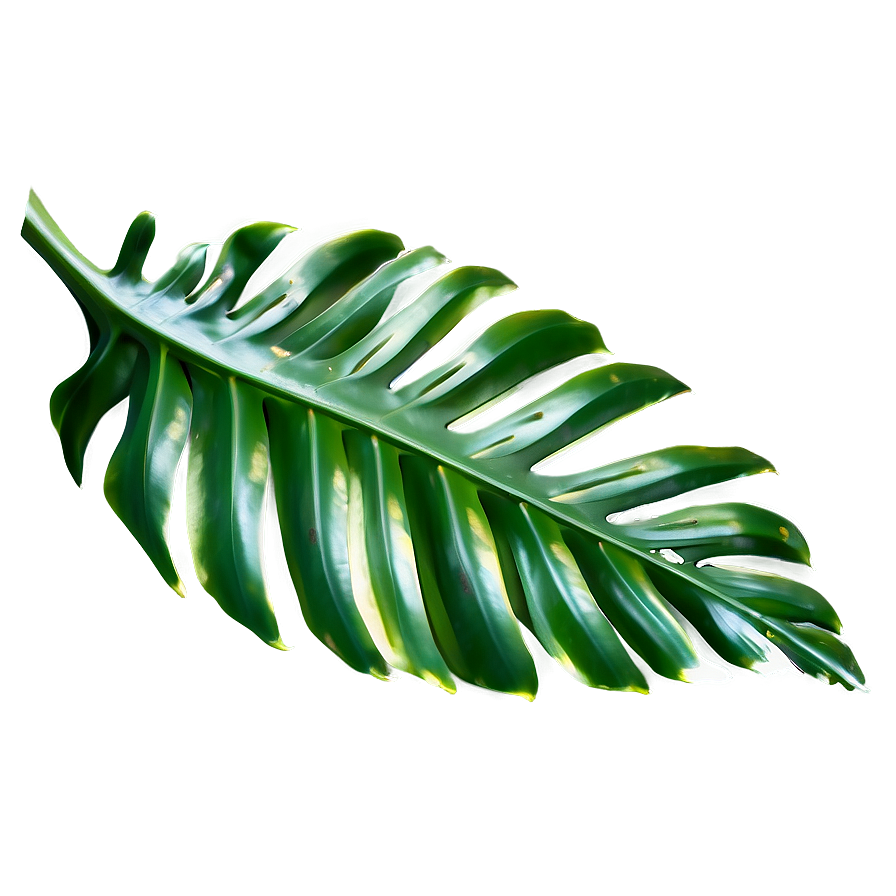 Tropical Leaf Detail Png Jja20