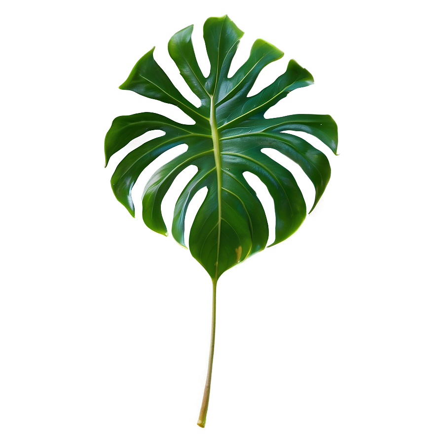 Tropical Leaf Isolated Png 06122024