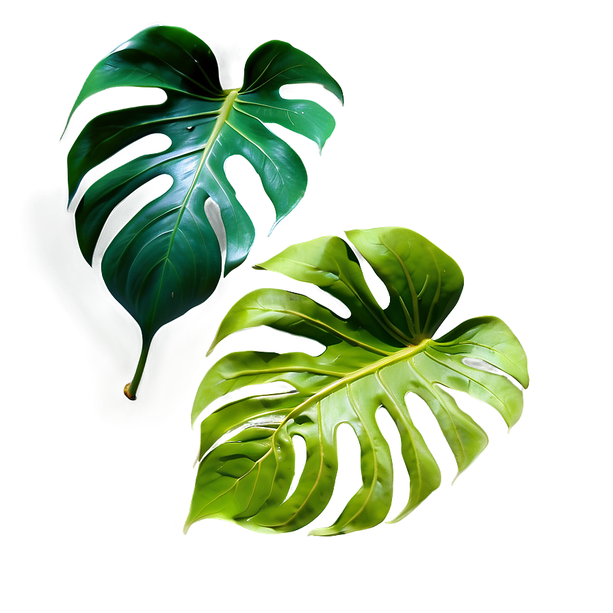 Tropical Monstera Leaf Png 06212024