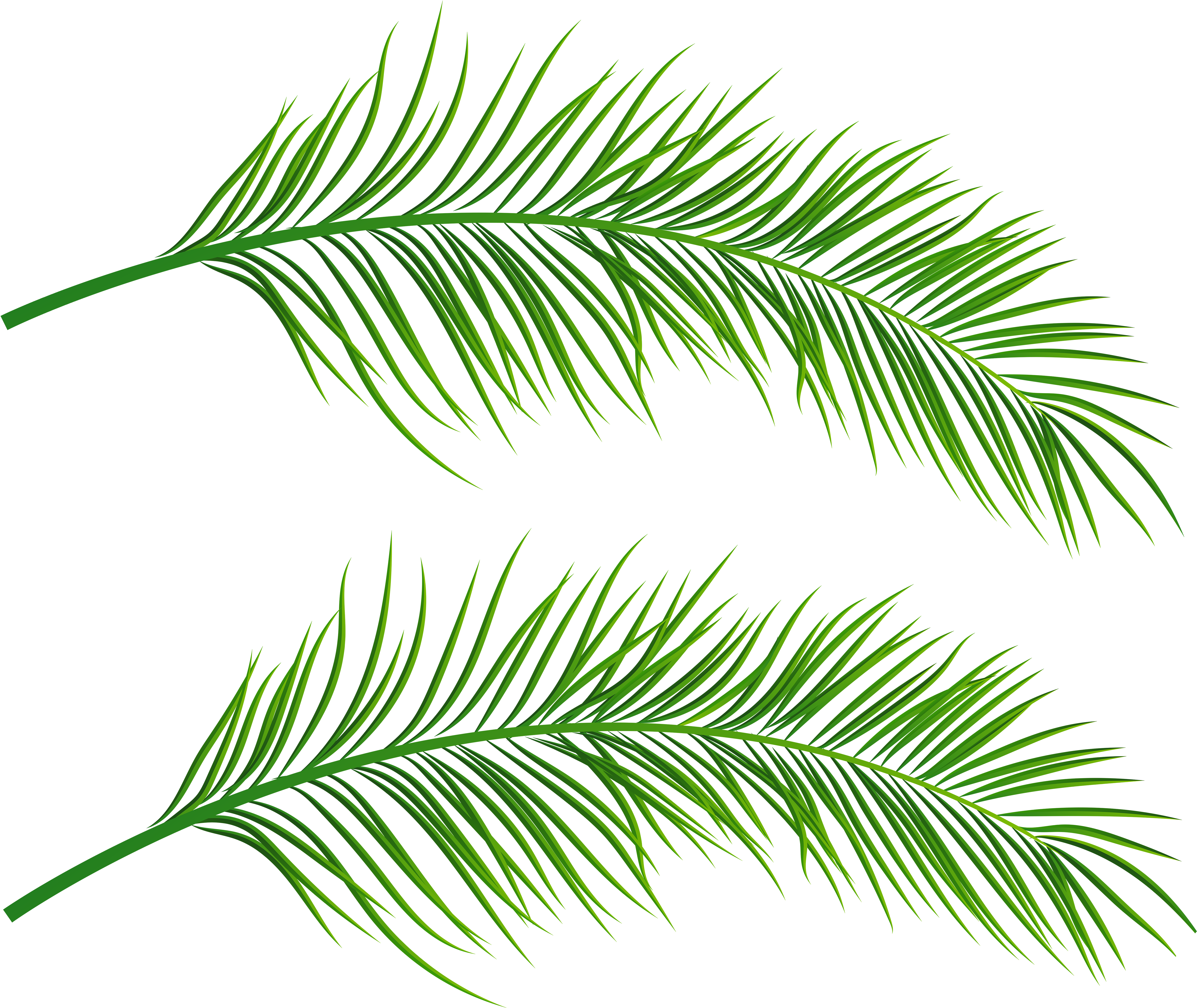 Tropical Palm Leaves Illustration