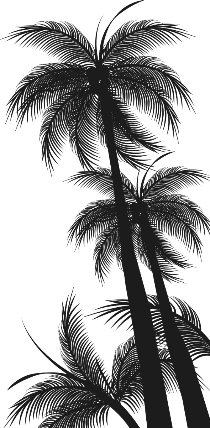 Tropical Palm Silhouettes Night Sky