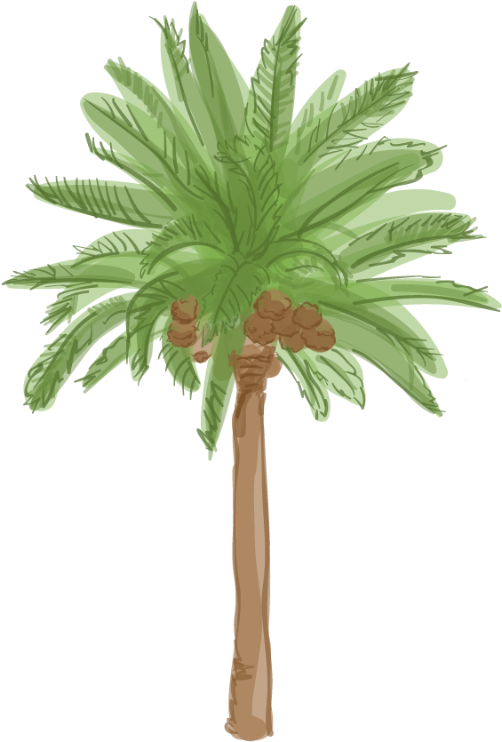 Tropical Palm Tree Illustration PNG with transparent background