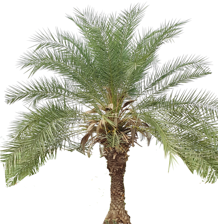 Tropical Palm Tree Isolated PNG with transparent background