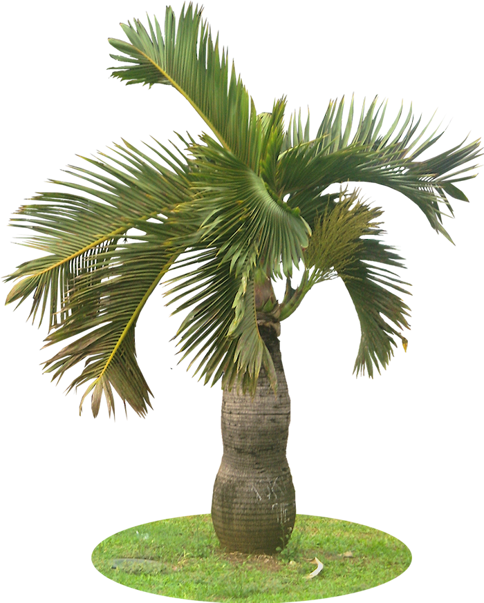 A Collection Of Tropical Plant Images With Transparent - Garden Palm Tree Png, Png Download PNG with transparent background