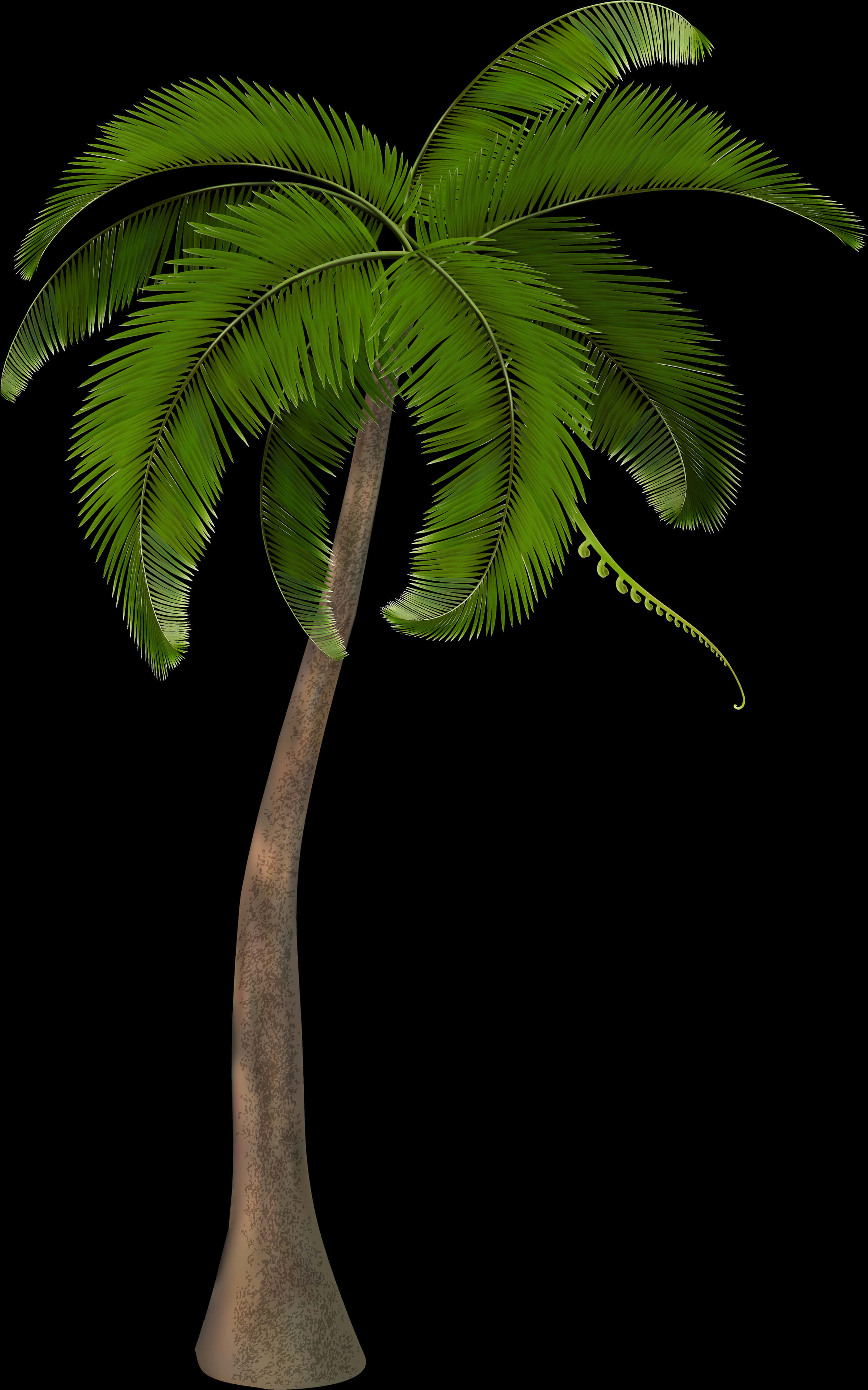 Beautiful Arecaceae Palm Tree Free Frame Clipart - Coconut Palm Tree Png, Transparent Png PNG with transparent background