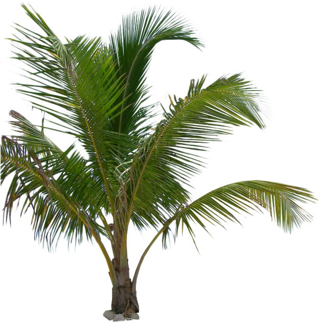 Tropical Palm Tree Isolated PNG with transparent background