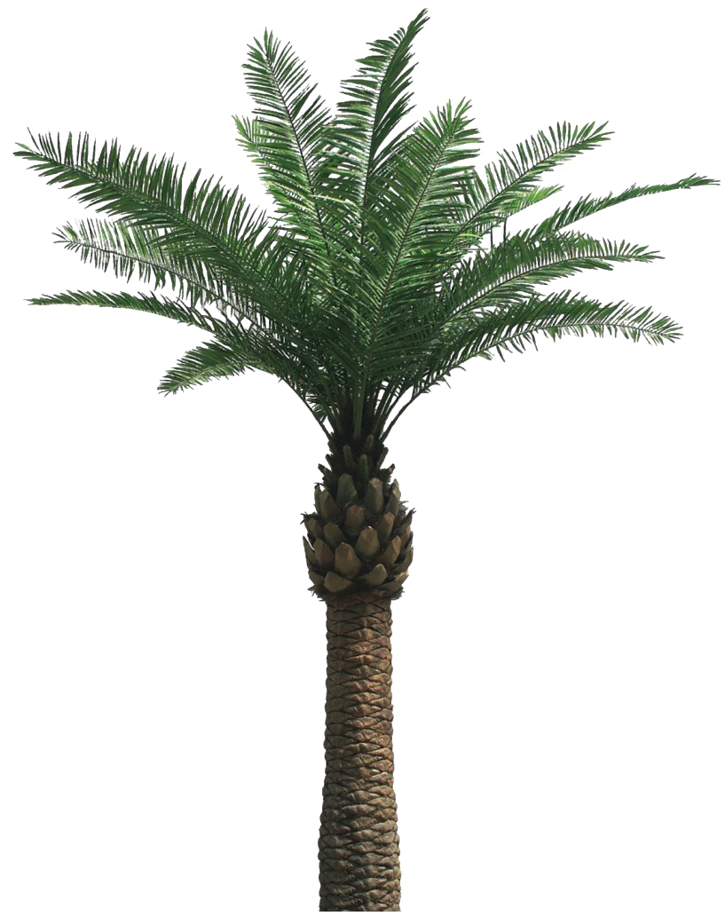 Real Palm Tree Png, Transparent Png PNG with transparent background