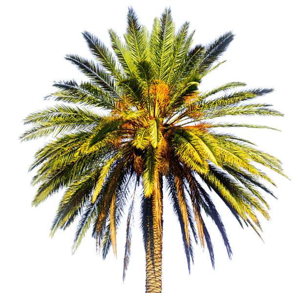 Tropical Palm Tree Isolated PNG with transparent background