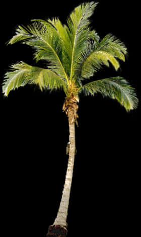 Tropical Palm Tree Isolated PNG with transparent background