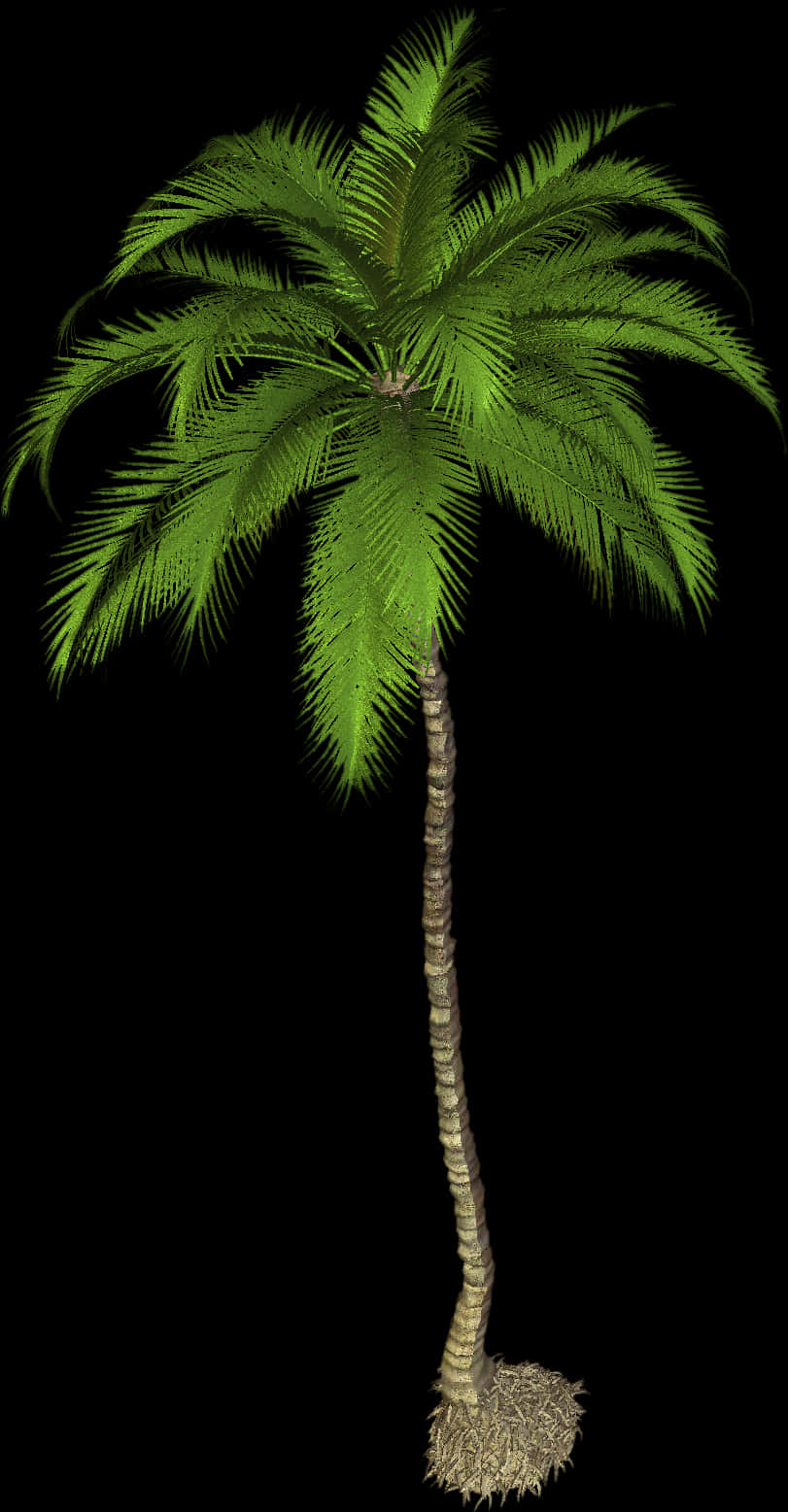 Tropical Palm Tree Isolatedon Black