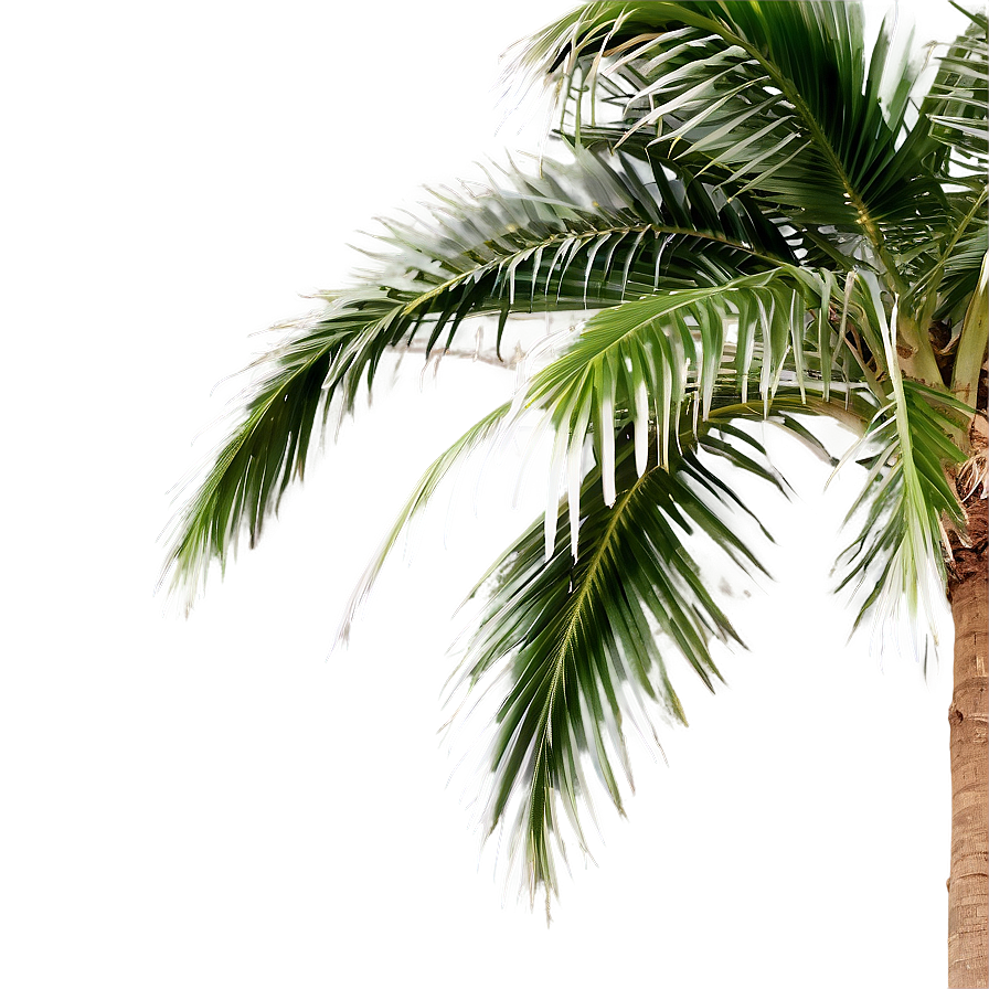 Tropical Palm Tree PNG aav PNG with transparent background