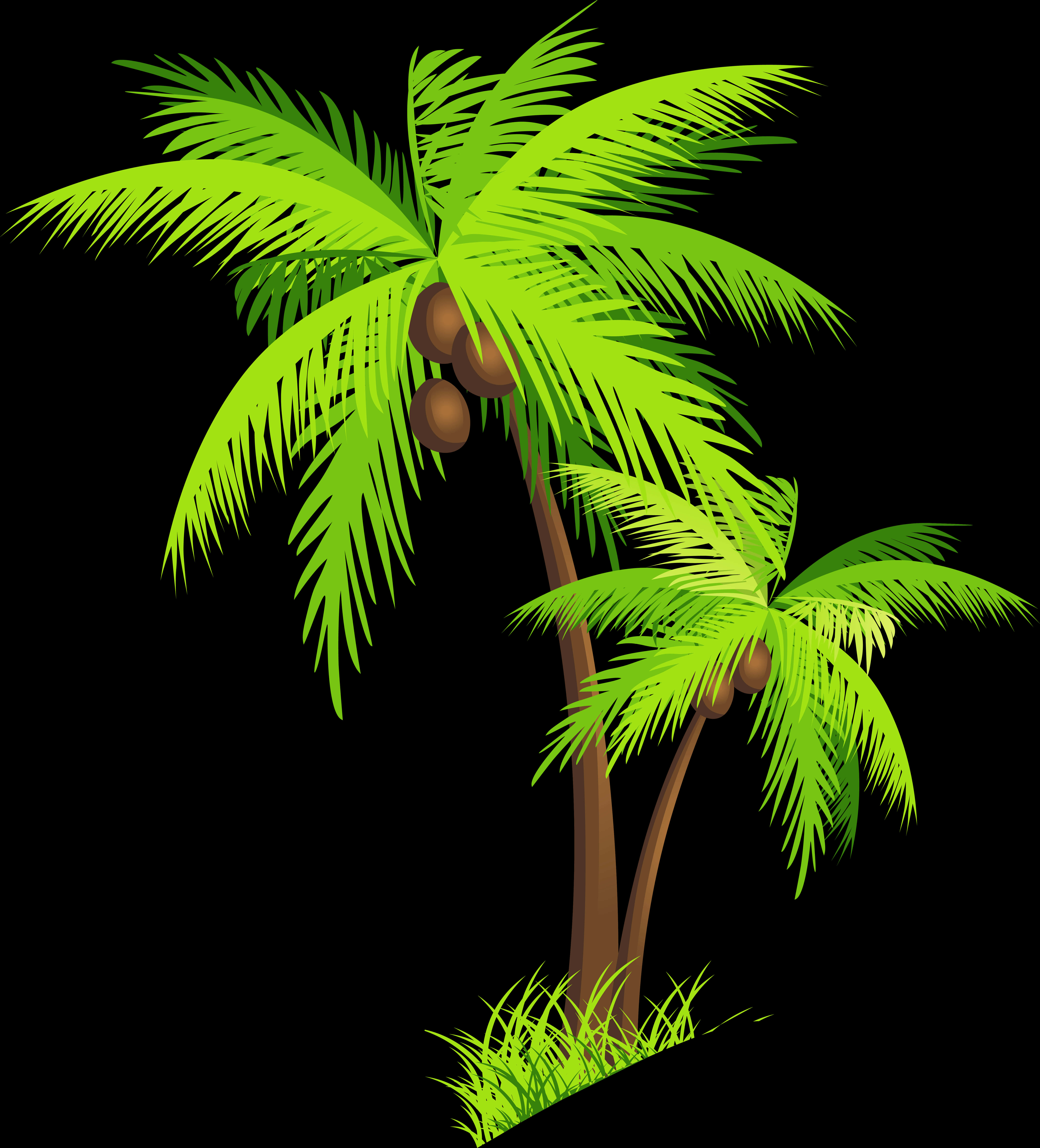 Transparent Background Coconut Tree Clipart, HD Png Download PNG with transparent background