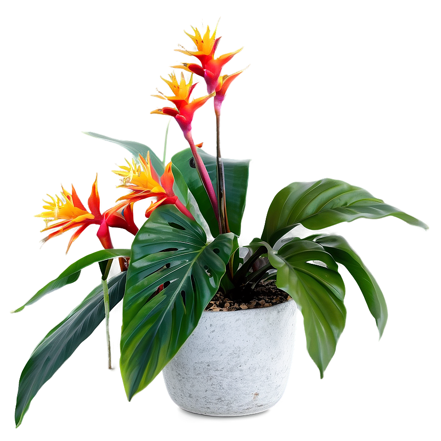 Tropical Plant Arrangement Png 06252024