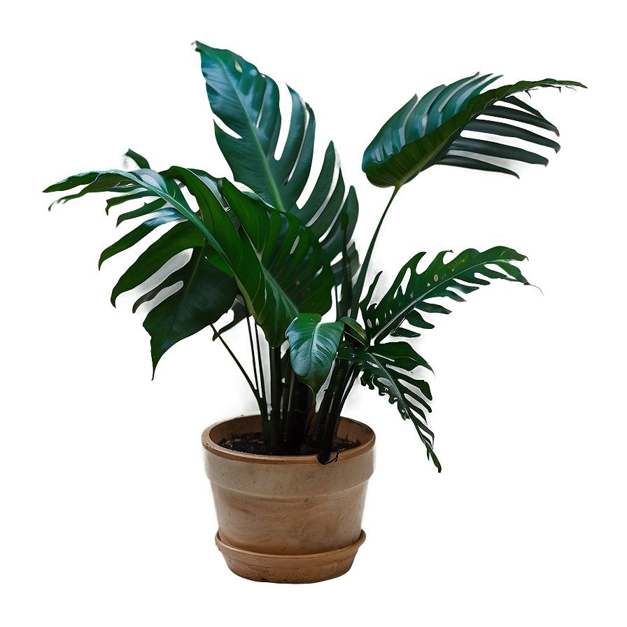 Tropical Plant C