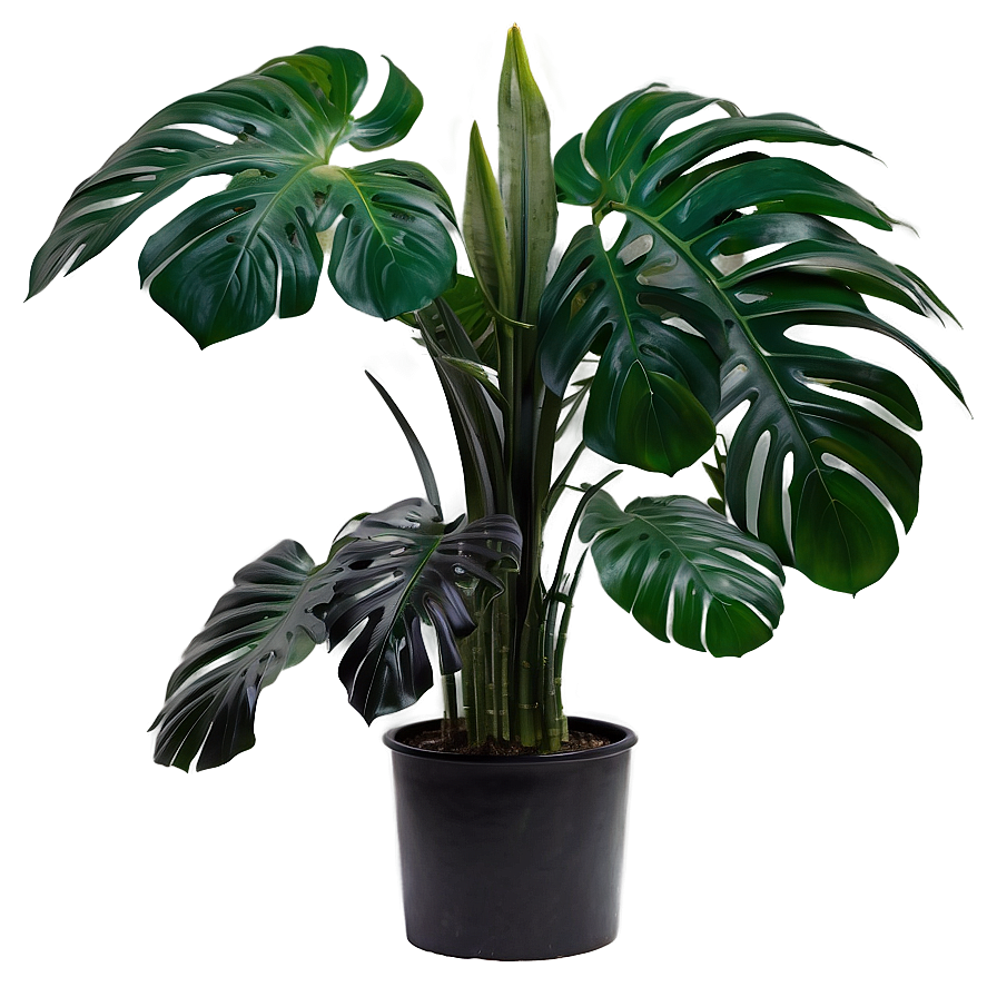 Tropical Plant Decor Png 06252024