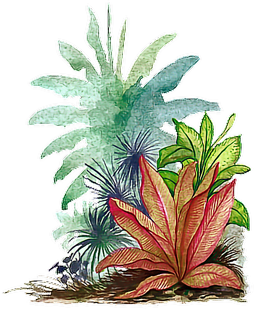 #watercolor #leaves #tropical - Tropical Leaf Png Transparent, Png Download PNG with transparent background