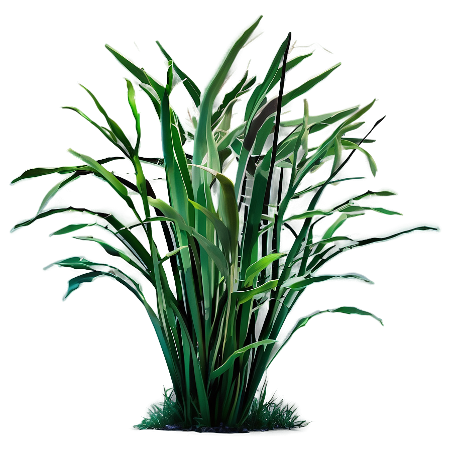 Tropical Seagrass Png Rrp