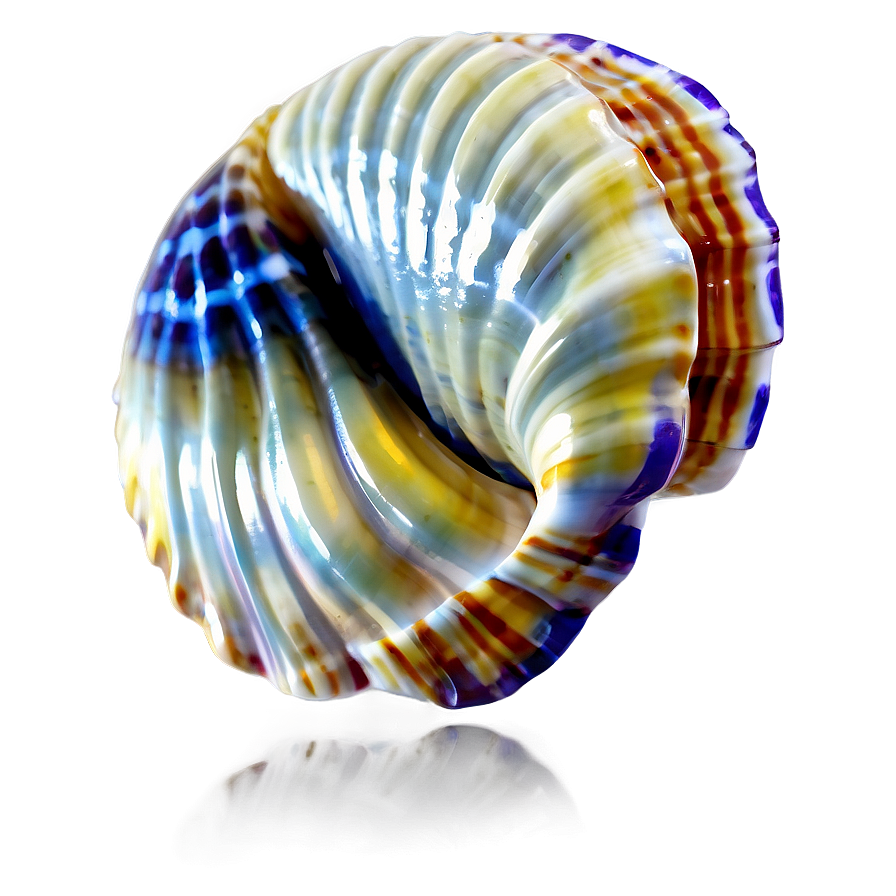 Tropical Shell Illustration Png Ehq