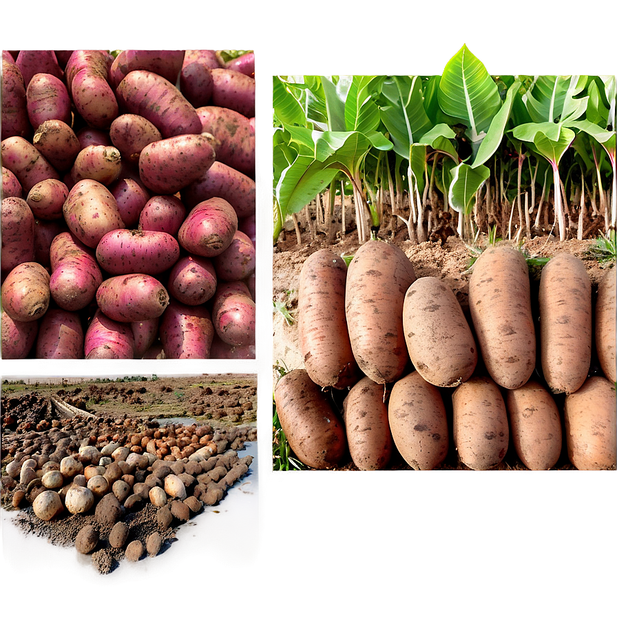 Tuber Plantation View Png 05252024