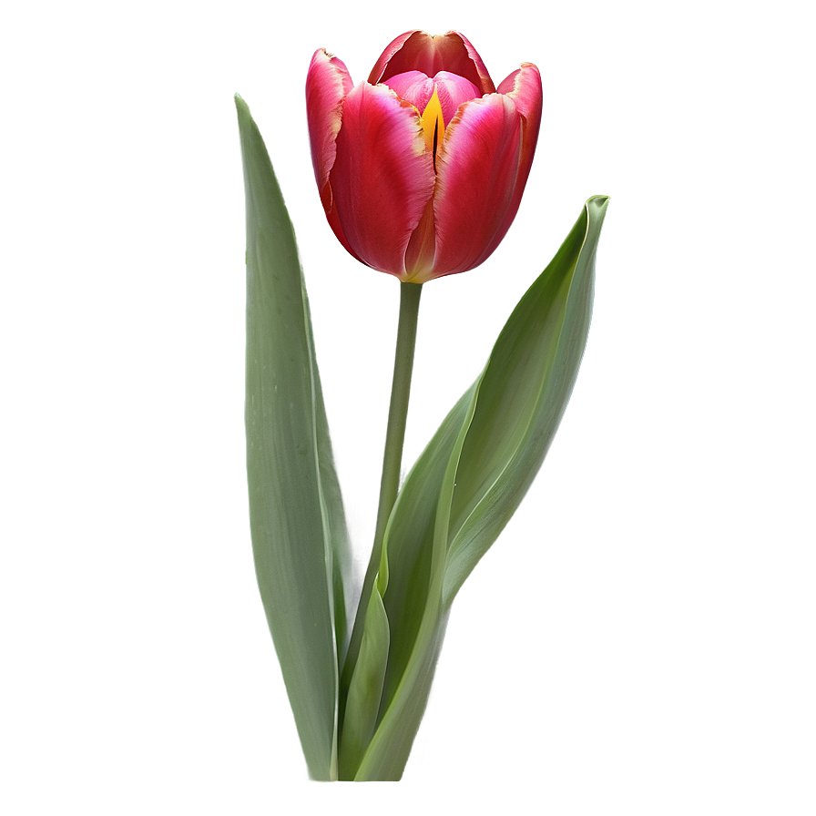 Tulip Flower Drawing Png 05252024