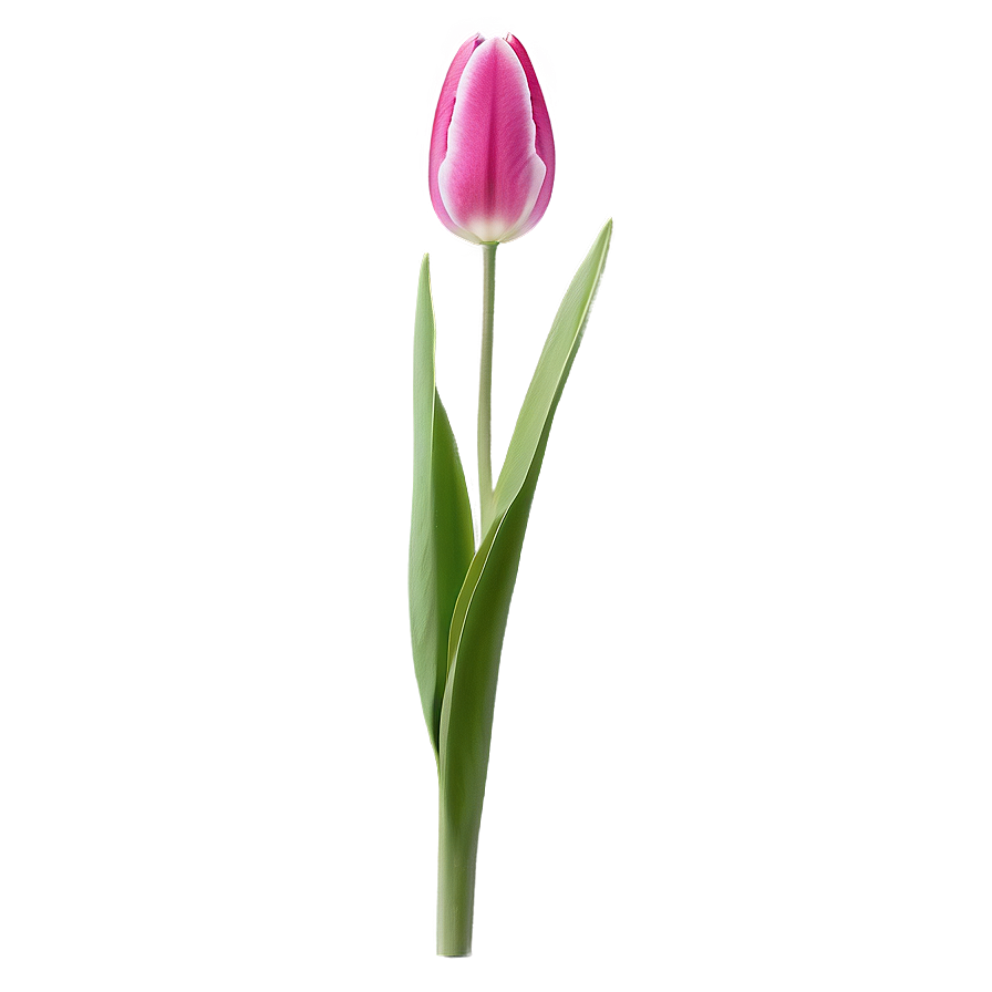 Tulip Flower Stem Png 06132024