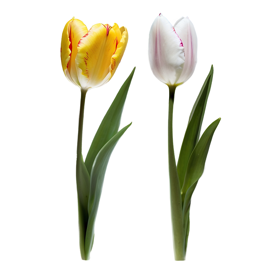 Tulip Flower Stem Png Sbb44