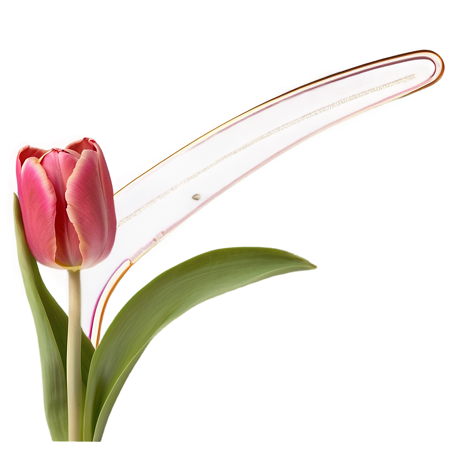 Tulip Garden Png 05212024