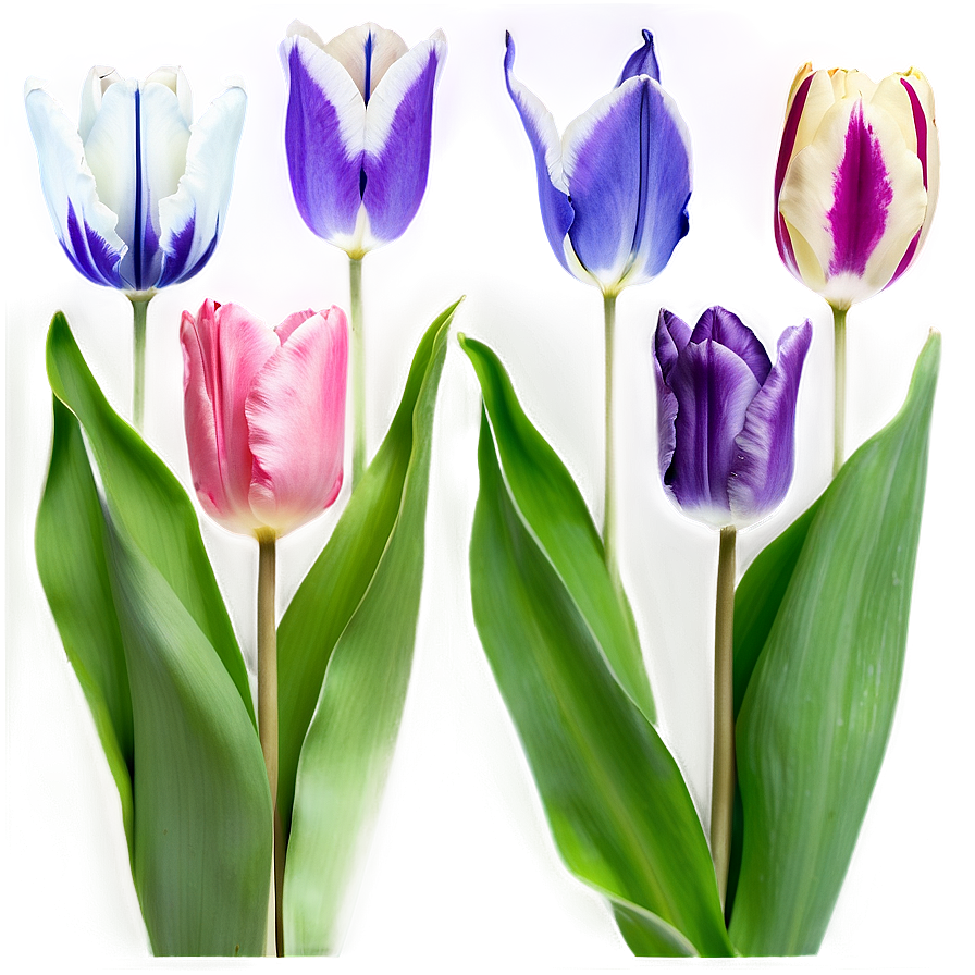 Tulip Garden Png Qjo