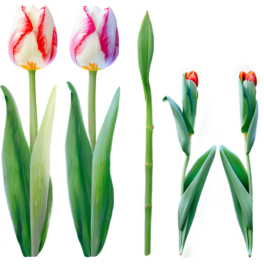 Tulip Illustration Png 95